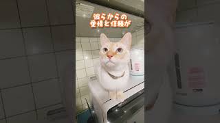 2025年カレンダーを作りました【保護猫せのびあくび】#shorts #保護猫 #鳴き声