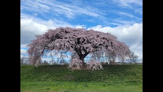 Spring is here and the biggest cherry tree🌸 is blooming