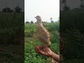 તેતર નો અવાજ teetar birds shortvideo farming trending vairal ytshorts videos shortfeed like