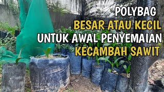 penyemaian bibit sawit || polibeg kecil atau polibeg besar