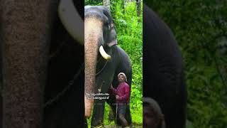 ഉഷശ്രീ ശങ്കരൻകുട്ടി | ushasree Sankarankutty | ഏറ്റുമാനൂർ | Ettumanoor #kerala #aanapremi #aana