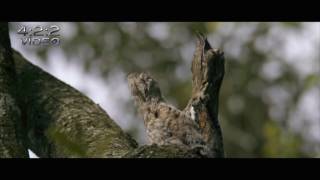 URUTAU POTOO BIRD VIDEO