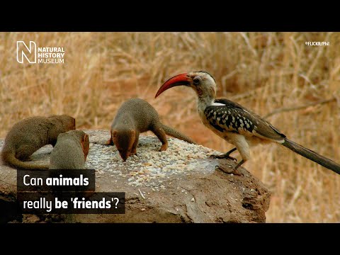 What type of mutualism exists between the hornbill and the tree?