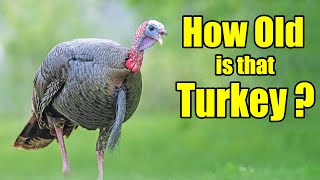 How to Age a Wild Turkey by Spur Length