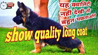 🐶 Long Haired German Shepherd for Sale in India | Best Price \u0026 Pure Breed | Call Now! 📞