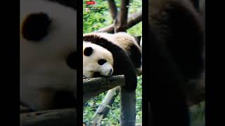 PANDA HEHUA - 花花无处安放的大长腿