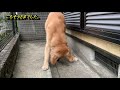 看板犬のメル（ゴールデンレトリバー）にゆで卵を渡したら。