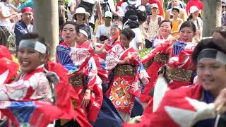 和道（第8位）／公園通り南演舞場審査席前／第36回 朝霞市民まつり彩夏祭 関八州よさこいフェスタ2019