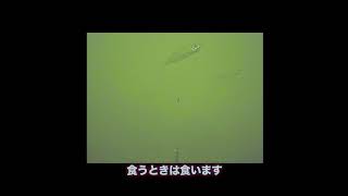 【水中動画】ワカサギ釣りヒットシーン 魚探の反応とワカサギ