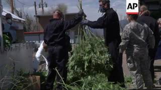 30 Homes, Warehouses Raided in Colo. Pot Bust