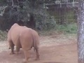 rhinoceros peeing a never before seen video