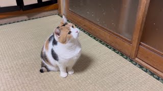 【三毛猫】遊ぶミケ（2025年2月23日）