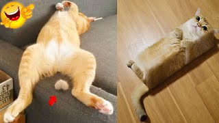 Funny Cats Video 2022🐱😂 || Funniest Cats Video 🐱💥 #funnycats #funnydogs #catvideo #funnyanimals