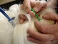 Removing a tick from a dog Removing a tick from a dog