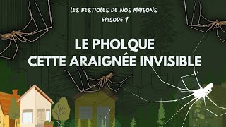 Cette ARAIGNÉE vous veut du bien ! ( LE PHOLQUE DES MAISONS)