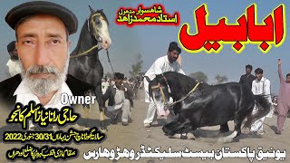 Ababeel ll Owner Haji Niaz Aslam Kanju l Horse Dance ll Mari Qutab Kahroar Pakka Lodhran 30 Jan 2022