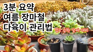 여름 장마철 다육이 건강하게 키우기/ 습하고 더운 여름엔 어떻게 키워야 할까요?