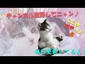 喉をゴロゴロ鳴らして甘える猫キスケ　 kisuke cat that licks and throbs its throat