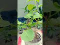 মিনি পাকুড় বনসাই করার পদ্ধতি 🌳 ficus_rumphii_bonsai bonsai shorts