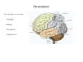 A journey through the Human Brain