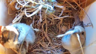 Italian Sparrows - mid stage nest construction