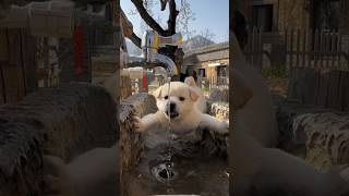 爱干净的狗狗喝水怕把脚弄湿 #shortsfeed #shorts #cuteanimal #sad #shortsvideo #shots #fyp #puppy  #狗狗