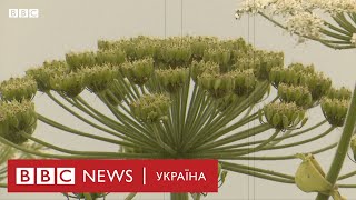 Як отруйний борщівник поширився світом