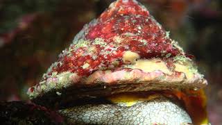 Monterey Breakwater night dive