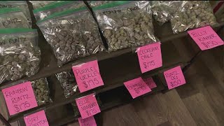 'Homemade pharmacy' busted in Georgia