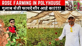 पॉलिहाऊस गुलाब शेती | दररोज ताजा पैसा देणारी शेती | Rose Farming Business