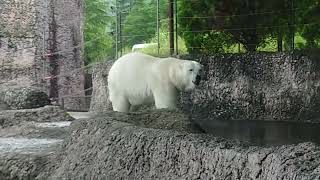 ポロロ（とくしま動物園）１９４６　今日も元気です