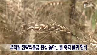 우리밀 주산지 전북..내년도 '밀 과잉생산' 우려 | 전주MBC 221120 방송