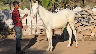 Rupal stud farm बादल बच्चा for sell (price 141000)mo.9724588670mo.8849146447