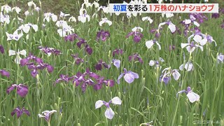 公園で約1万株のハナショウブが見ごろに　訪れた人たちが散策を楽しむ　愛知・岡崎市(2022/6/6)