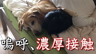 妻は見た！夫の愛犬のモフモフタイム。F1レトリバージェイク/Rich contact between Jake and his father