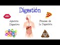 🍎 La Digestión y su Proceso, Aparato Digestivo 💩 [Fácil y Rápido] | BIOLOGÍA |