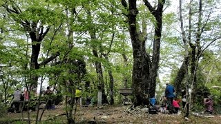 新緑の寂地山