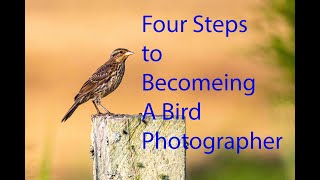 4 step on how to get into bird photography