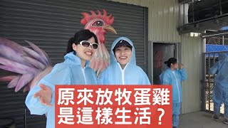 彰化蛋雞放牧場探訪