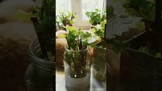 Проращивание винограда - рост корней #agro #nature #spring #plants #цветы #garden #дача #сад