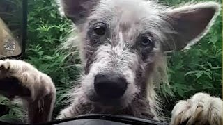 🥺 やせ細った子犬が絶望的に​​トラックに飛び乗って、運転手の視線に助けを求めました。