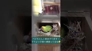 #子育て真っ最中コザクラインコ#shorts