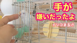 手が嫌いだった10歳のインコへの接し方　【セキセイインコ】　Budgerigar.