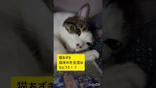 猫あずき　寝床の冬支度はセルフで！？