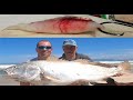 Serious maasbanker and squid bait combination for huge kabeljou/kob/mulloway!!!