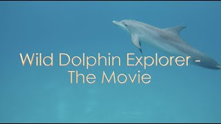 Wild Dolphin Explorer -The Movie #dolphins #bimini #bahamas #travel visit www.dolphinwhaletv.com