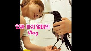 인싸 까치 엄마의 찐 브이로그 일상 | Vlog