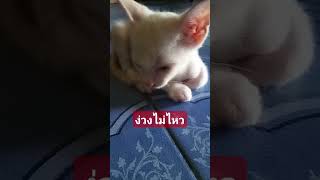 ง่วงนอนไม่ไหวแล้ว เจ้ามหาเฮง  #คนรักแมว #catlover #แมว #cat #thaicat