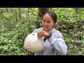 v285 ครั้งแรก เก็บเห็ดพัฟบอลยักษ์ทำพิซซ่า เจอเห็ดแม่ไก่กลุ่มแรกของปี giant puffball and the hen