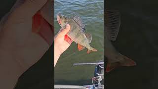 Окунь вперемешку с жерехом НА КАЖДОЙ ПРОВОДКЕ  #рыбалка #fishing #ловлярыбы